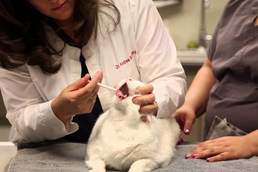 Обильное слюноотделение