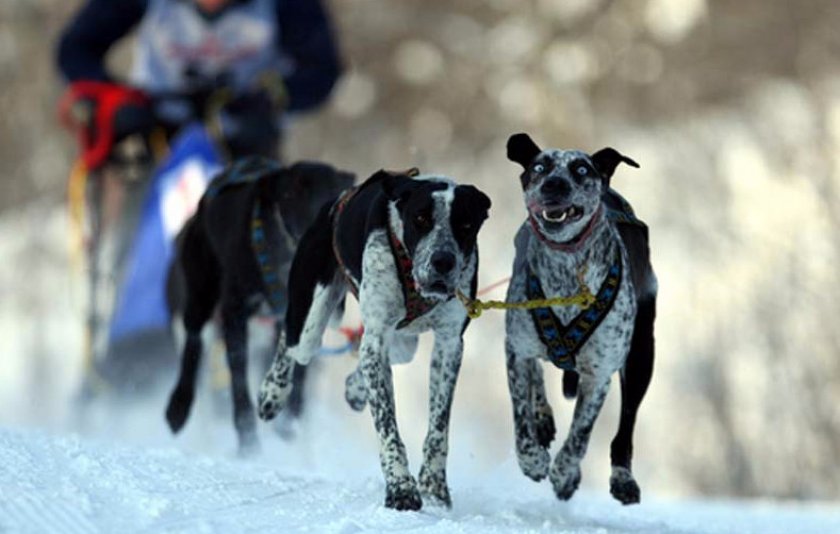 Норвежские спортивные метисы