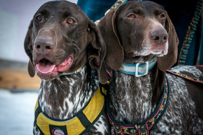 Норвежские спортивные метисы