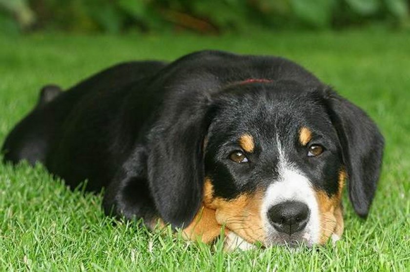 Энтлебухер зенненхунд