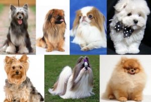 Виды Маленьких Собак С Фото И Названиями
