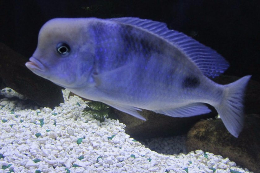 Дельфин голубой Дельфин голубой