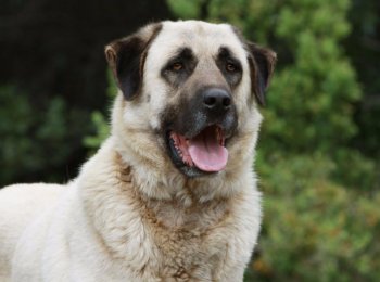 Мощный и смелый: описание породы пастушьих собак турецкий кангал