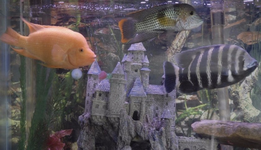 Цихлиды в аквариуме Цихлиды в аквариуме