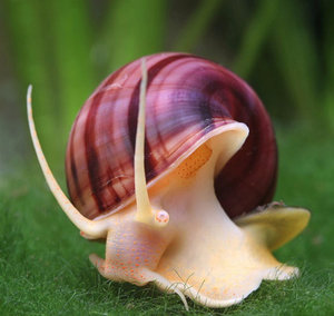 Содержание и размножение аквариумных улиток Ампулярий