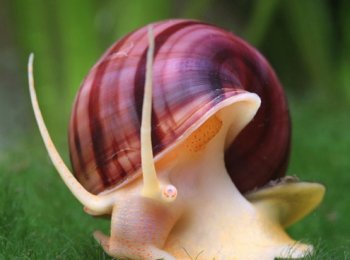 Содержание и размножение аквариумных улиток Ампулярий