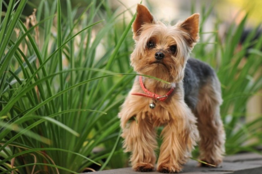 Йоркширский терьер