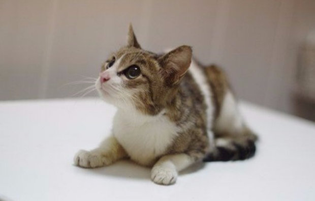 Взрослый кот Взрослый кот