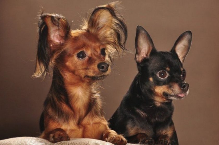 Русский той