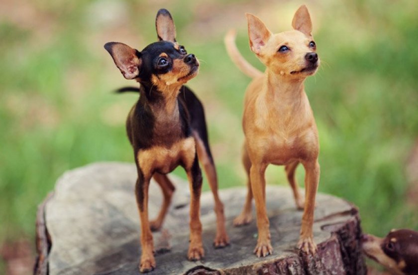 Русский той