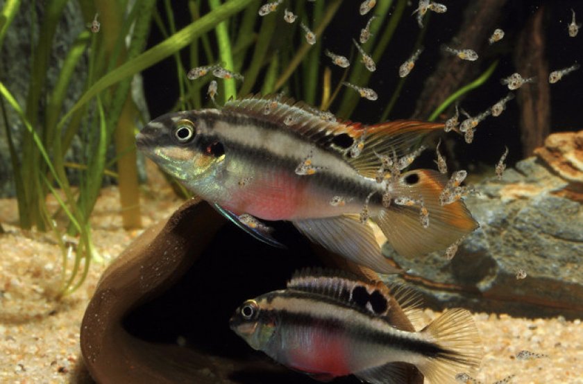 Размножение цихлид Размножение цихлид