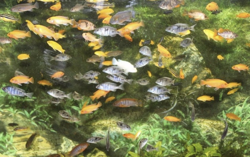 Цихлиды Цихлиды