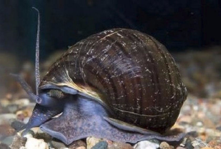 Черная ампулярия