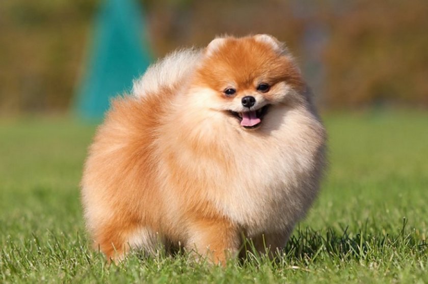 Померанский шпиц