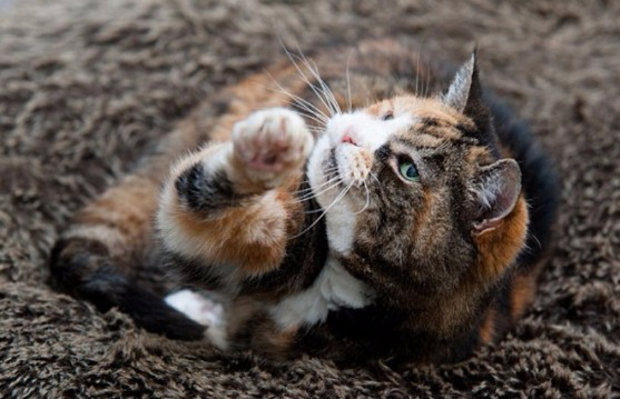 Кошка Кошка