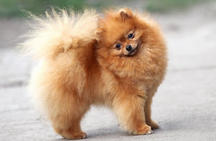 Померанский шпиц
