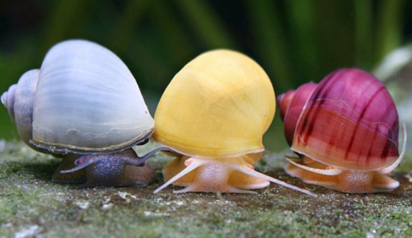 Условия содержания и уход