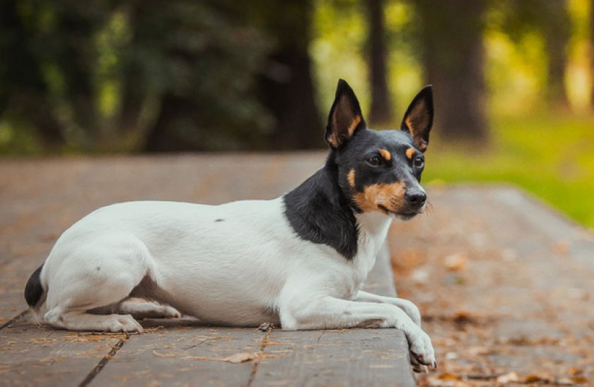 Американский фокстерьер
