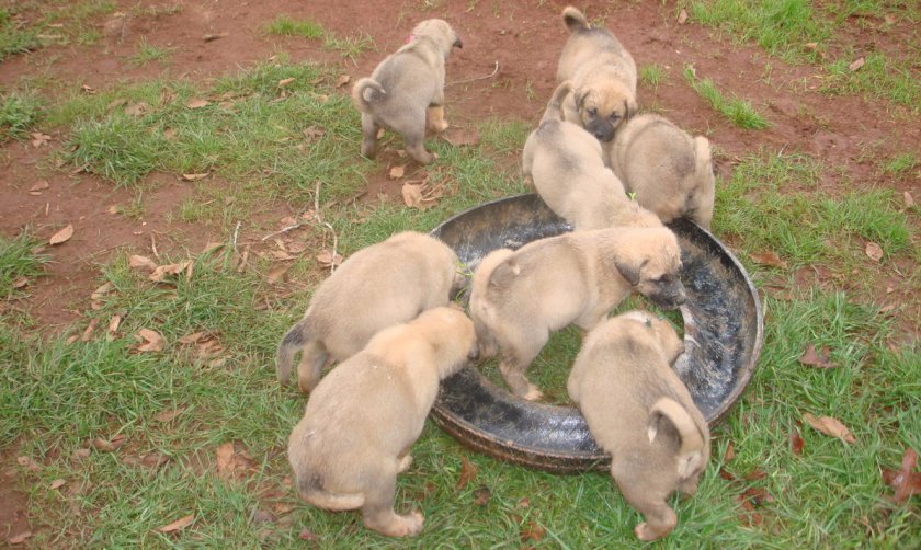 Турецкий кангал