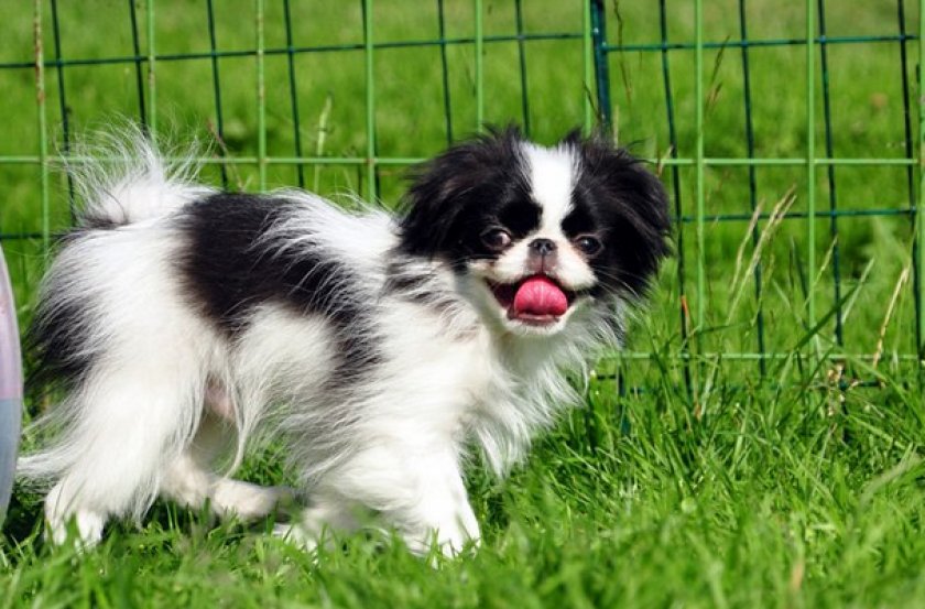 Японский хин