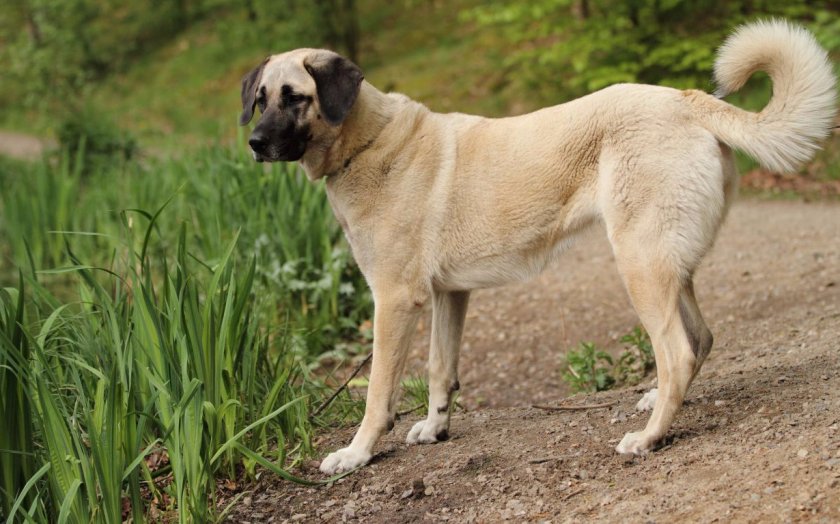 Турецкий кангал