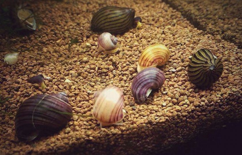 Размножение и разведение