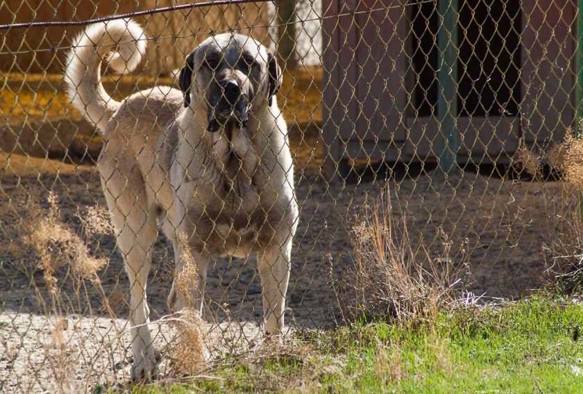 Турецкий кангал