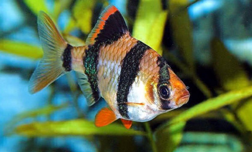 Суматранский