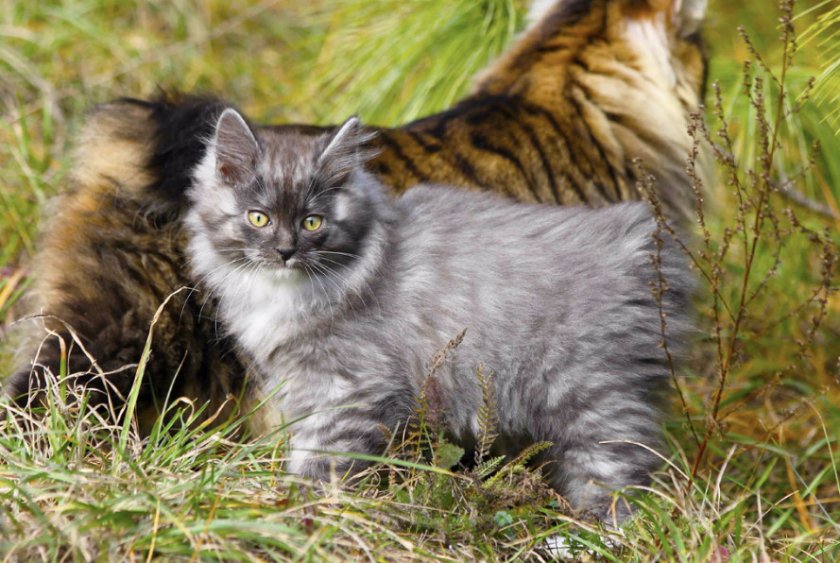 Курильский длинношерстный бобтейл