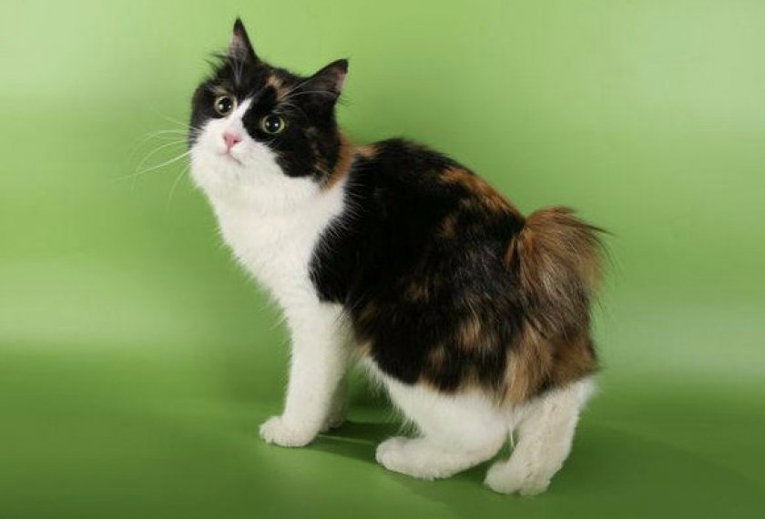 Карельский бобтейл