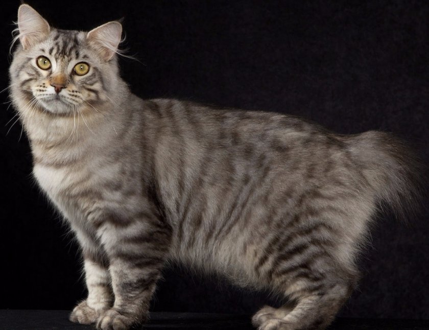 Американский длинношерстный бобтейл