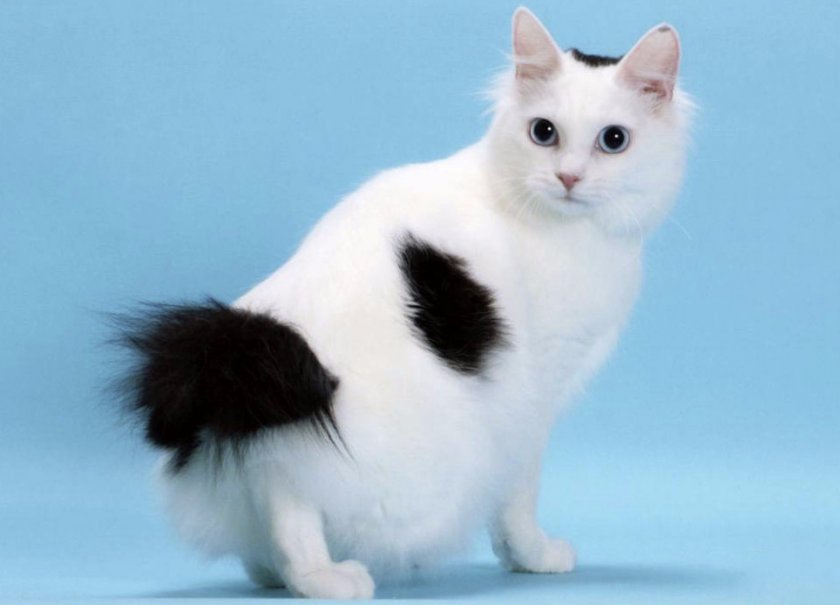 Японский бобтейл