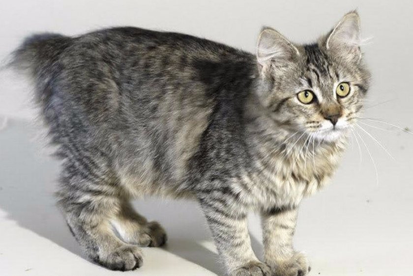 Длинношерстный пиксибоб