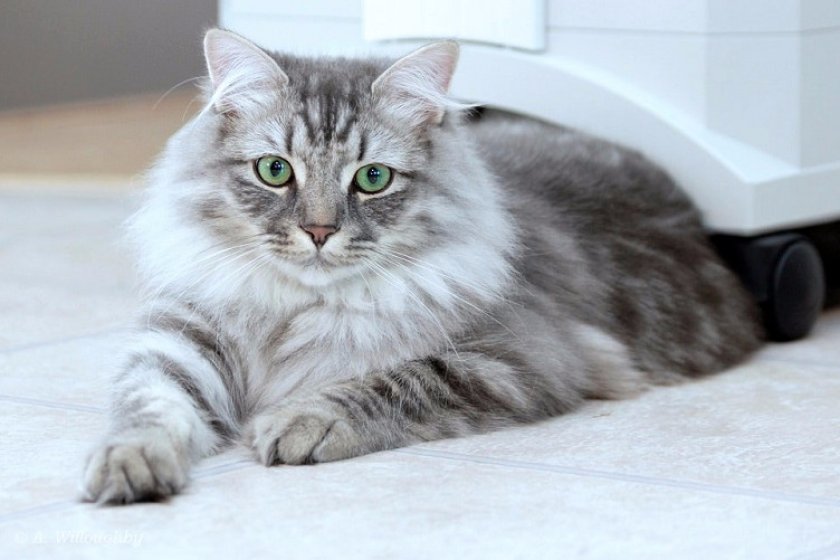 Сибирская кошка