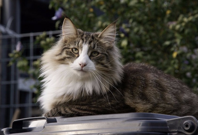 Норвежская лесная