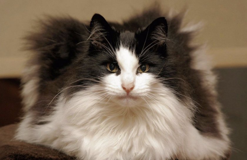 Норвежская лесная