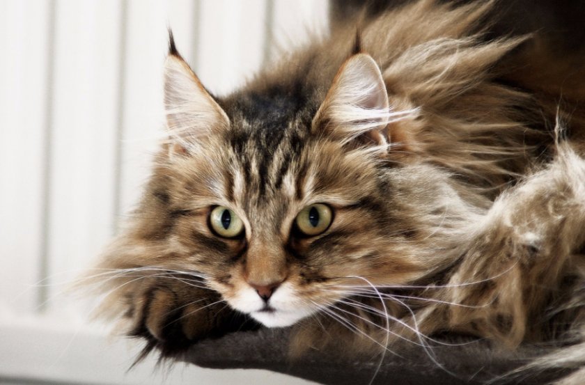 Норвежская лесная