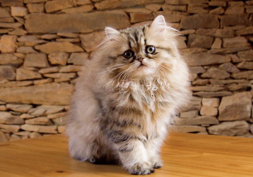 Персидская кошка