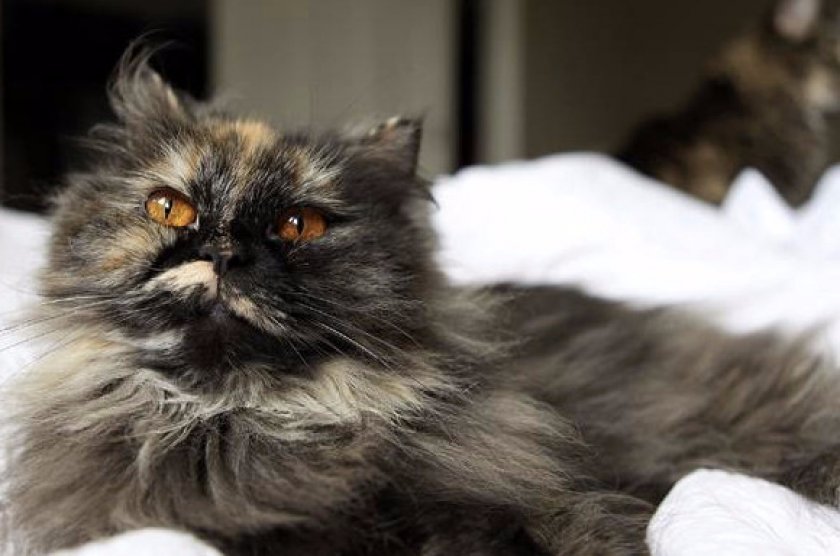 Персидская кошка