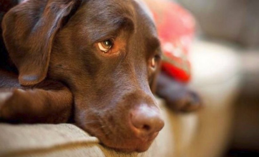 Как наносить крем собакам: инструкция