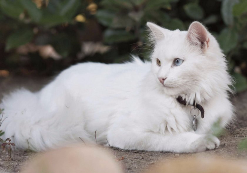 Турецкая ангора