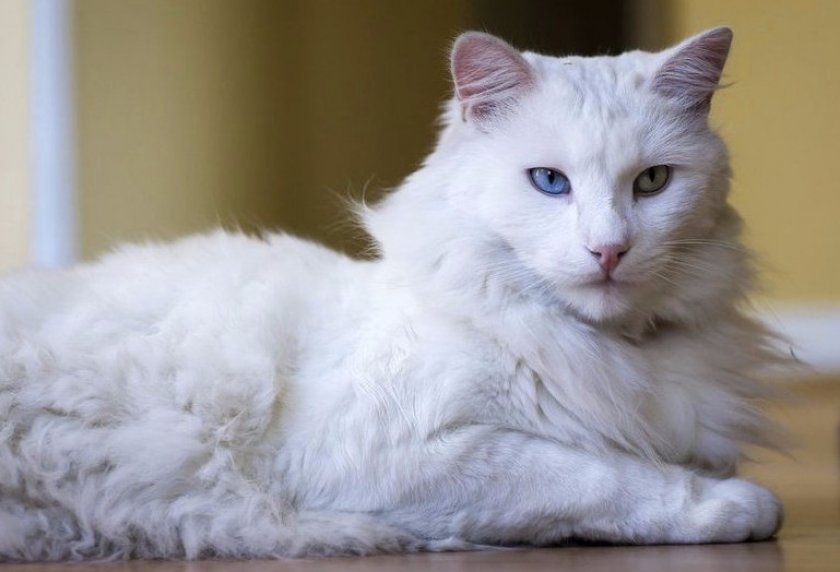 Турецкая ангора