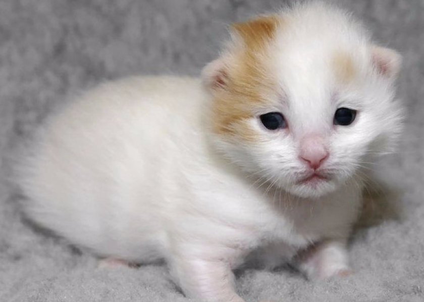 Турецкая ванская кошка