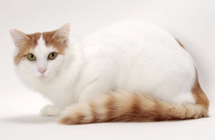 Турецкая ванская кошка