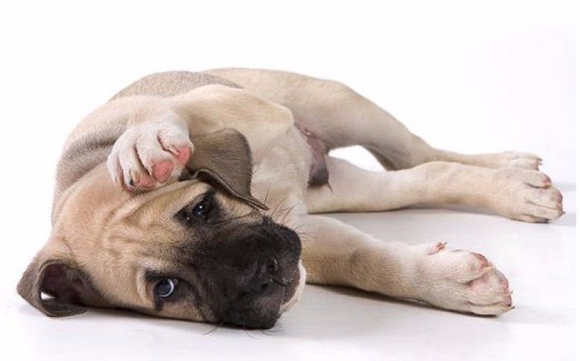 Противопоказания и побочные эффекты