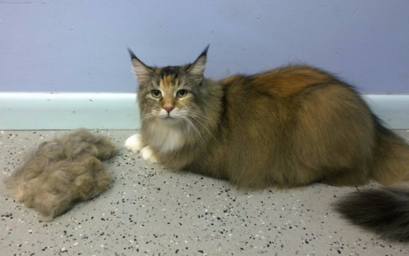 Уход за шерстью