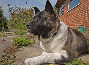 Сторожевой пес