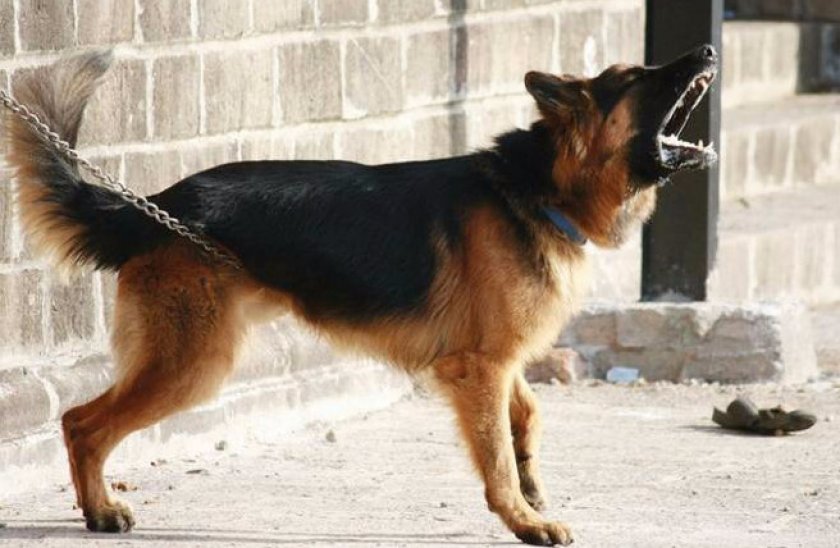 Немецкая овчарка