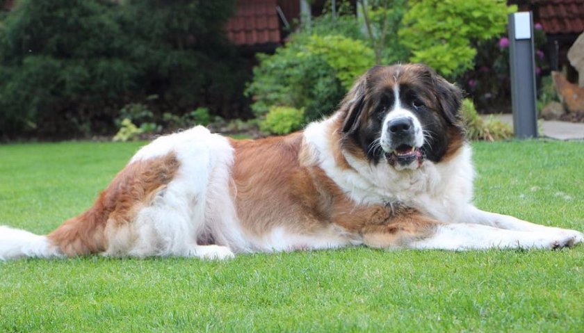 Московская сторожевая