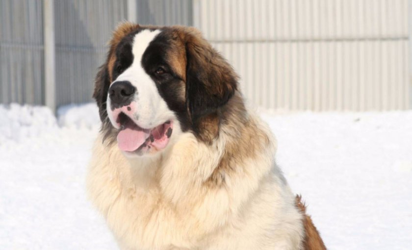 Московская сторожевая